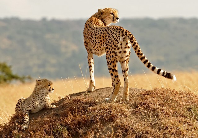 African Cheetahs (Acinonyx jubatus) on the Masai Mara National Reserve safari in southwestern Kenya.